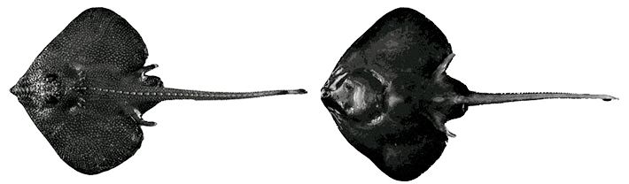 Rajella bigelowi_03.jpg